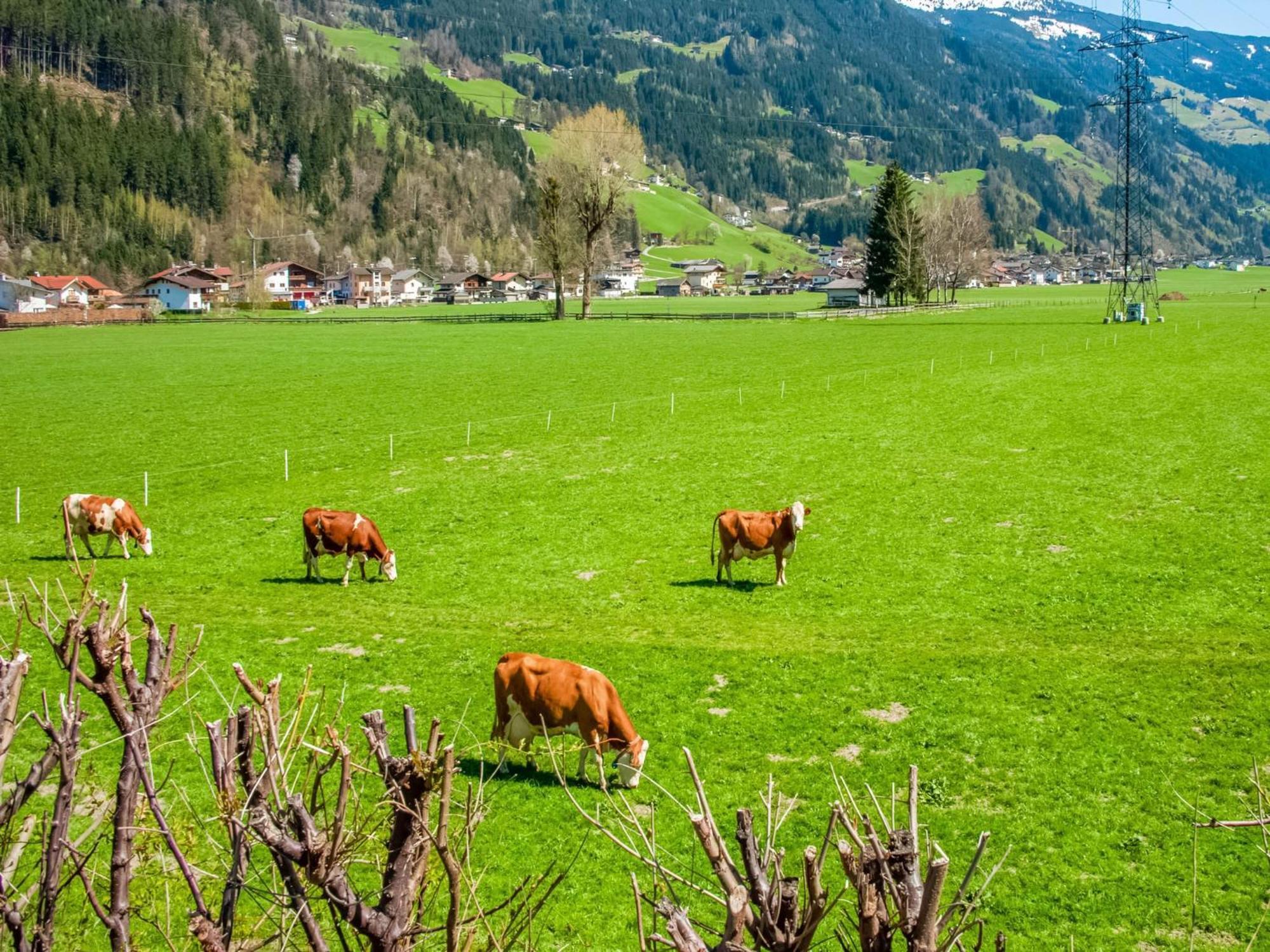 Apartment With Panoramic View Ramsau im Zillertal Εξωτερικό φωτογραφία